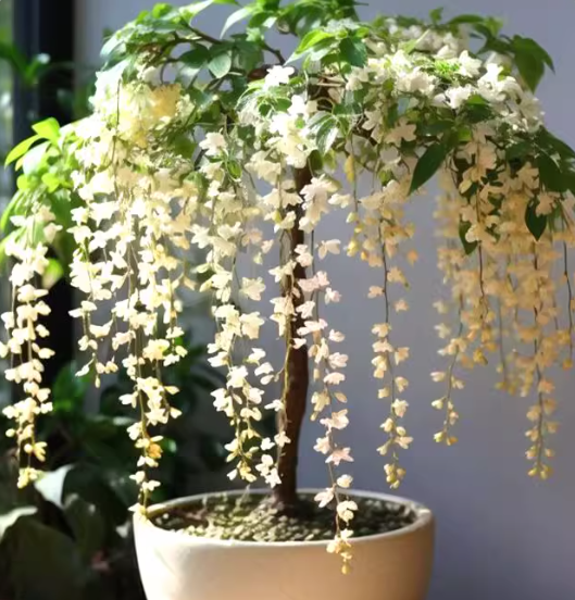 Cascading Snow Jasmine Seeds