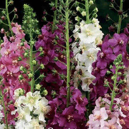 Mullein Mix –  Seeds