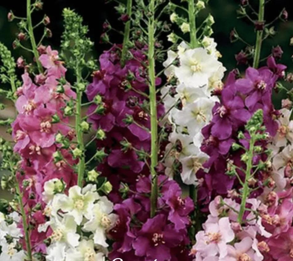Mullein Mix –  Seeds