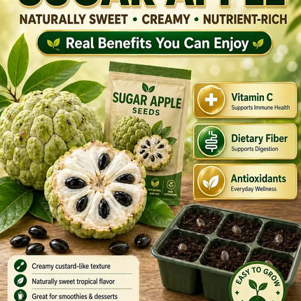 🍐✨Live Sugar Apple Seeds – Sweet Tropical Fruit for Home Gardenarden