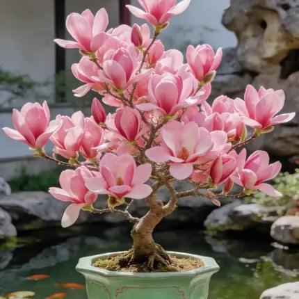 Magnolia liliiflora (Purple Orchids) Bulbs 🌸 Flowers Hide the Leaves, Fragrance Fills the Air
