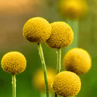 Billy Buttons (Drumsticks) –  Seeds