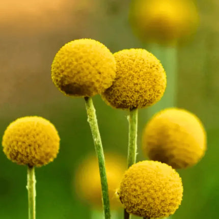 Billy Buttons (Drumsticks) –  Seeds