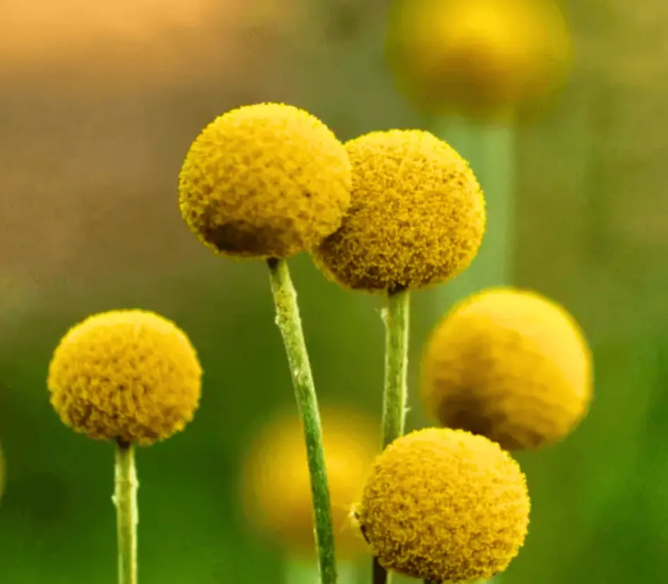 Billy Buttons (Drumsticks) –  Seeds