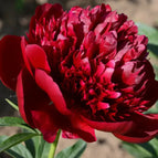 Red / 20 Seeds