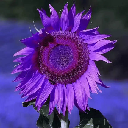 💜Rare purple sunflowers, stunning the entire garden at first glance.