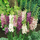 Mullein Mix –  Seeds