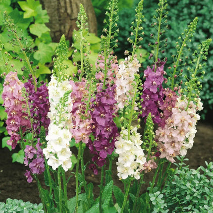 Mullein Mix –  Seeds