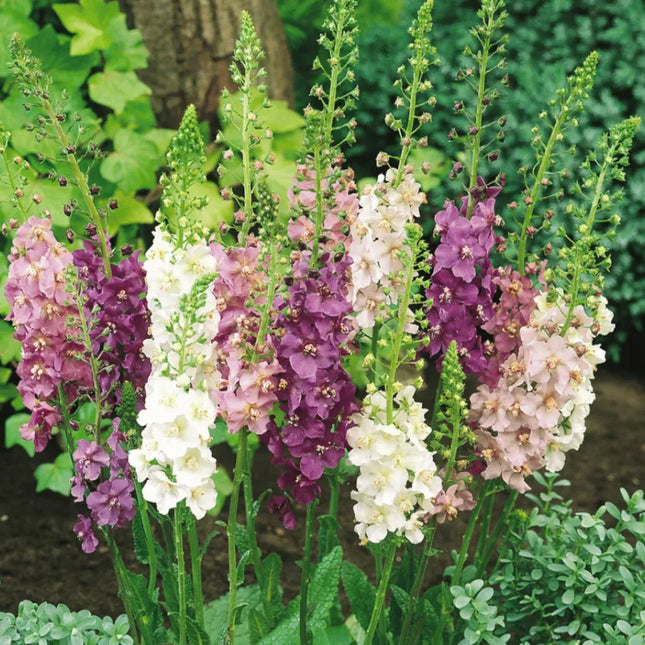 Mullein Mix –  Seeds