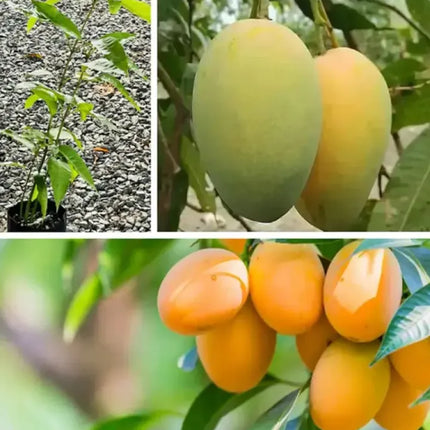 Extra-SweetSuperior Pink Mangofor seeds
