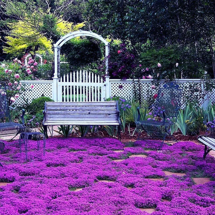 Creeping ThymeHomegrown Seeds Easy toPlant and Grow Non-GMOPerennial Flower PremiumSeeds