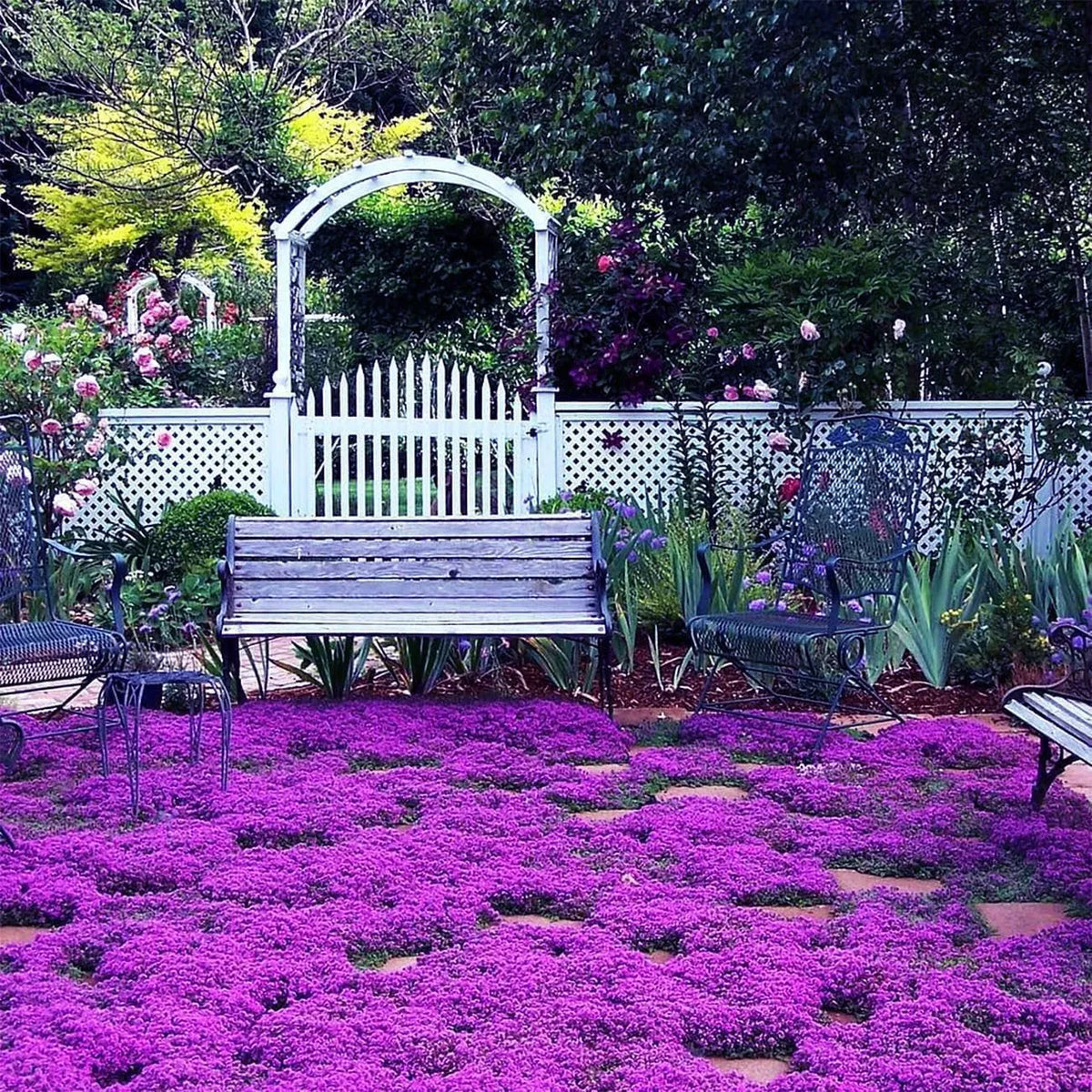Creeping Thyme Homegrown SeedsEasy to Plant and Grow Non-GMOPerennial Flower Premium Seeds