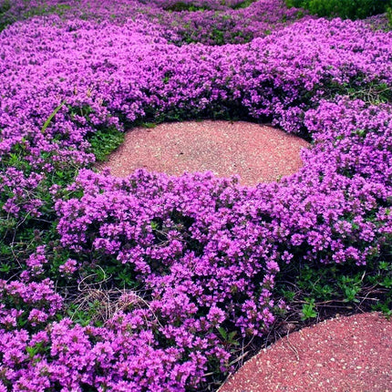 Creeping ThymeHomegrown Seeds Easy toPlant and Grow Non-GMOPerennial Flower PremiumSeeds