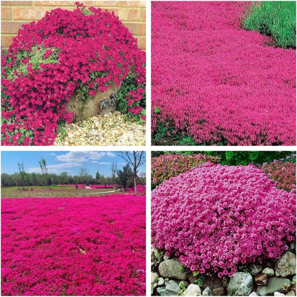 Creeping ThymeHomegrown Seeds Easy toPlant and Grow Non-GMOPerennial Flower PremiumSeeds