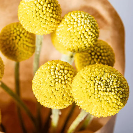 Billy Buttons (Drumsticks) –  Seeds