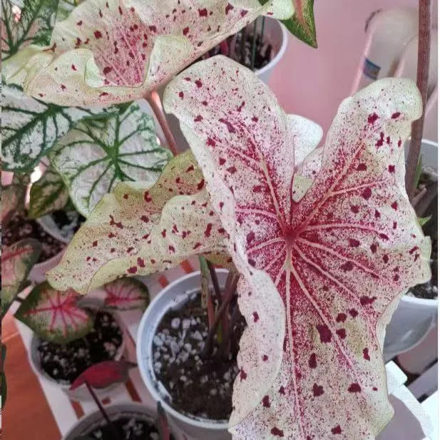 Seeds | Rare Variegated Caladium, Easy-Care Indoor Foliage Plant for Home & Balcony