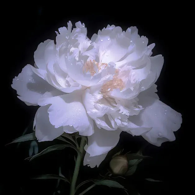 Peony Flower Seeds For Planting Garden Flowers