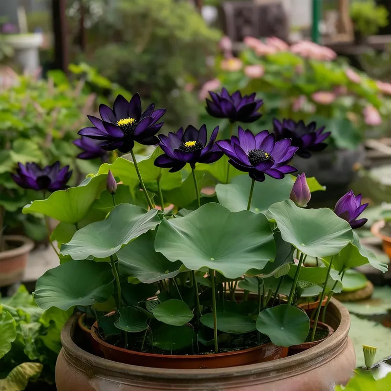 💮 Midnight Purple Lotus Seeds