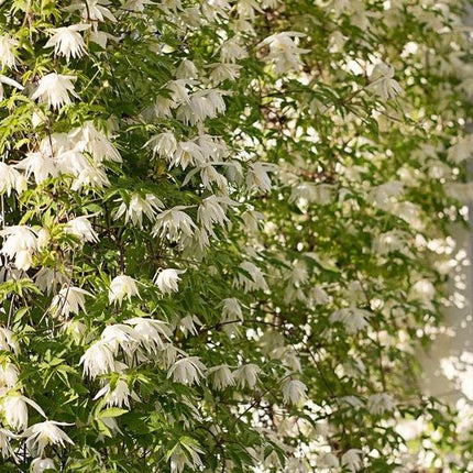 Clematis Seeds- The Queen of Climbing Vines