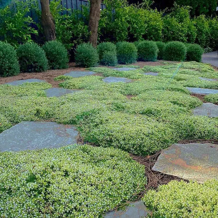 Creeping ThymeHomegrown Seeds Easy toPlant and Grow Non-GMOPerennial Flower PremiumSeeds