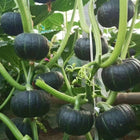 Nutritious Mini Squash seeds, Tasty & Versatile