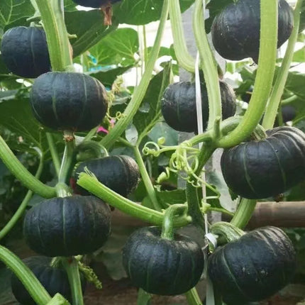 Nutritious Mini Squash seeds, Tasty & Versatile