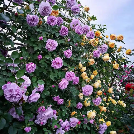 💐Beautiful Climbing Rose Seeds