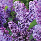 Common Purple Lilac Live Bare Root