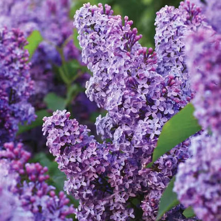 Common Purple Lilac Live Bare Root