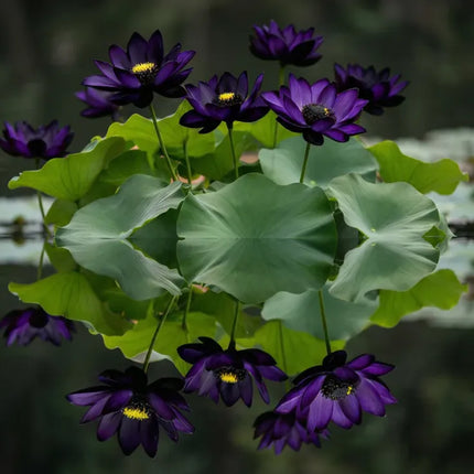 💮 Midnight Purple Lotus Seeds