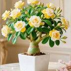 Yellow / 2 Bulbs