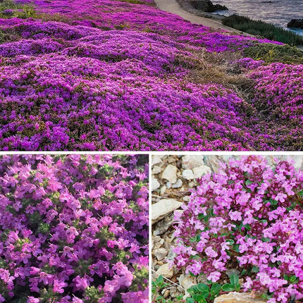 Creeping ThymeHomegrown Seeds Easy toPlant and Grow Non-GMOPerennial Flower PremiumSeeds