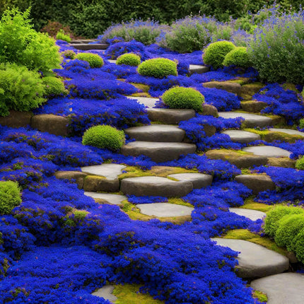 Creeping ThymeHomegrown Seeds Easy toPlant and Grow Non-GMOPerennial Flower PremiumSeeds