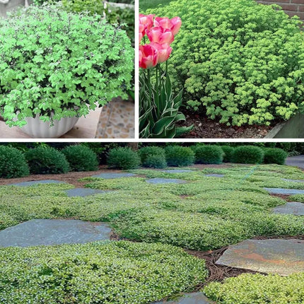 Creeping ThymeHomegrown Seeds Easy toPlant and Grow Non-GMOPerennial Flower PremiumSeeds