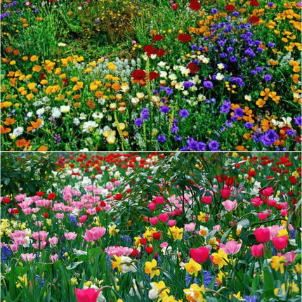 🔥Last day clearance💝Mixed Perennial Flowers Seeds-Over 60 kinds mixed