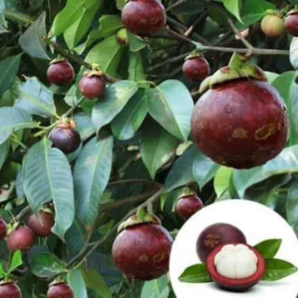 Mangosteen Live Plant Seedling | Tropical Fruit Plant for Home Garden | Purple Mangosteen Sapling