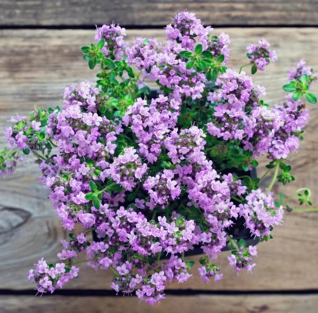 Creeping Thyme Seeds — 50 Count 🌿