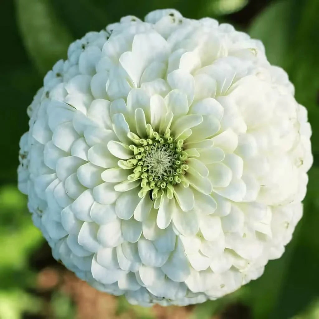 Blushing Bride Zinnia Mix — 50Count 🤍