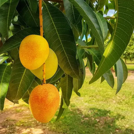 Extra-SweetSuperior Pink Mangofor seeds
