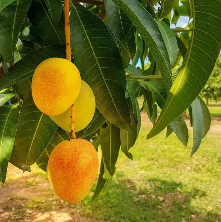 Extra-SweetSuperior Pink Mangofor seeds