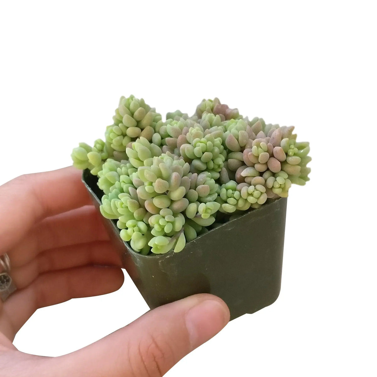 Sedum Minor Succulent Plant – Live Mini Succulent for Pots, Terrariums & Home Décor
