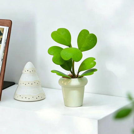 Hoya Kerrii Sweetheart Plant, Heart-Shaped Succulent, Low-Maintenance Indoor Houseplant for Home & Office Decor