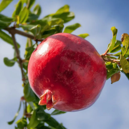Pomegranate  seeds