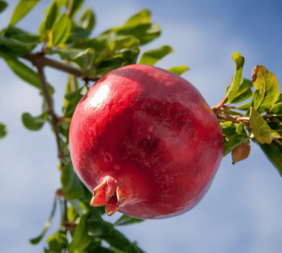 Pomegranate  seeds