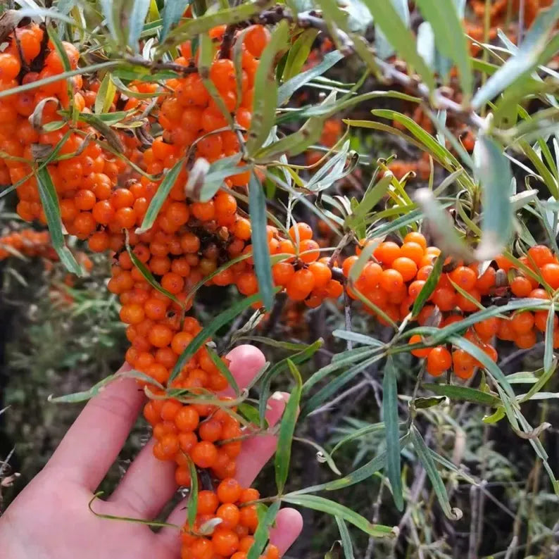 Grafted Sea Buckthorn Sapling: Superfood Berry Bush, Cold Hardy Edible Landscaping Plant
