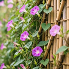 Morning Glory Climbing Vine Seeds for Planting - Climbing Vine with Beautiful Mixed Color Flowers