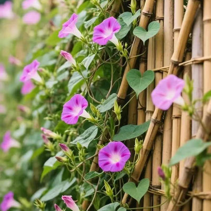 Morning Glory Climbing Vine Seeds for Planting - Climbing Vine with Beautiful Mixed Color Flowers