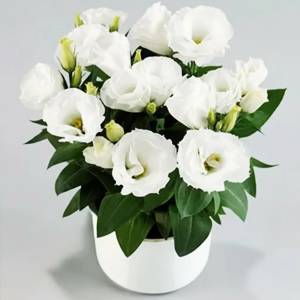 Eustoma Lisianthus Flower Seeds For Garden Blooms