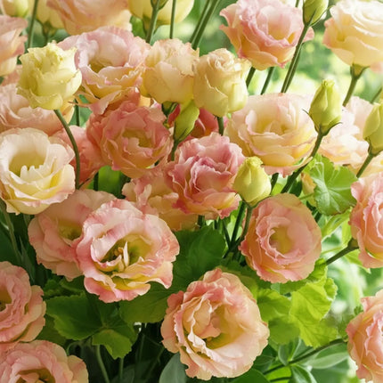 Eustoma Lisianthus Flower Seeds For Garden Blooms