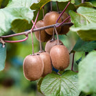 Actinidia chinensis - Wild Kiwi Seeds